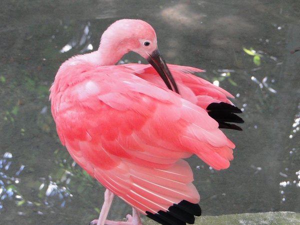 Red Ibis