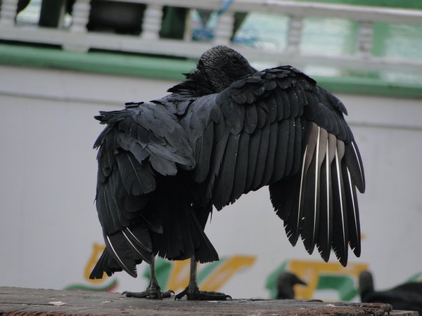A Shy Vulture