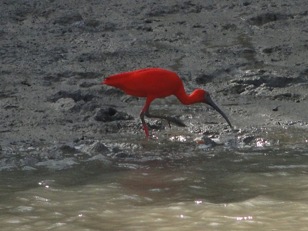 Red Ibis in the Mud