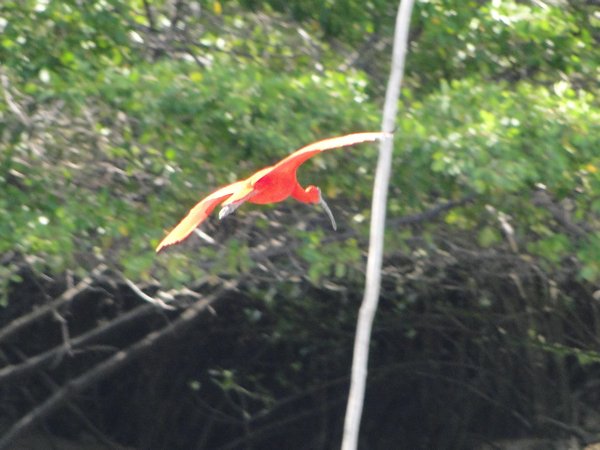Red Ibis in Flight