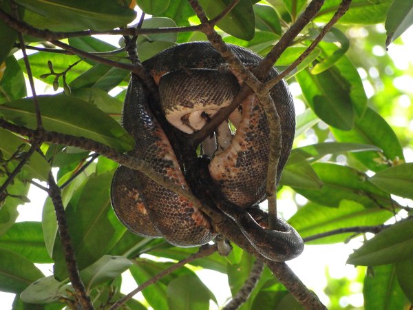 Snake in a Tree amongst the Mangroves