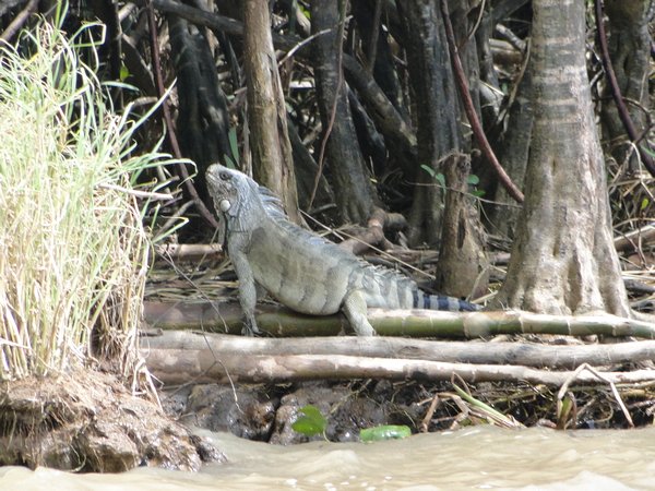 Iguana on the River