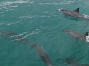 Spinner Dolphins swimming with our boat