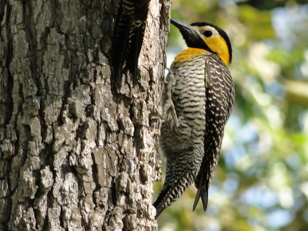 Campo-flicker Woodpecker