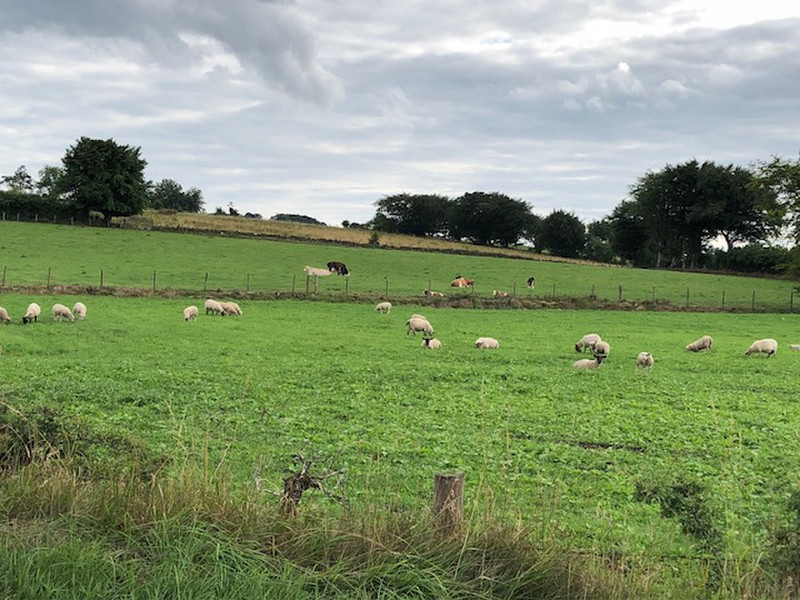 19. Sheep Fields