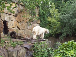 11f.Berlin-Polar Bear at Berlin Zoo