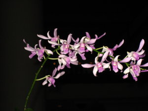 Orchid in Hotel Lobby