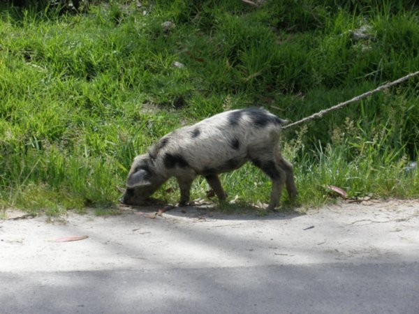 Piggy by the road