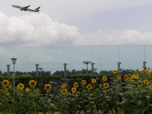 Singapore Sunflower Garden