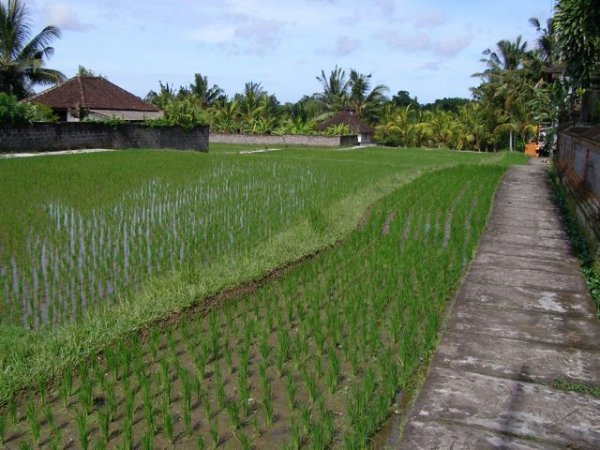 Rice field maturing