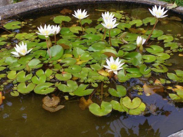 Lilly pond, everywhere
