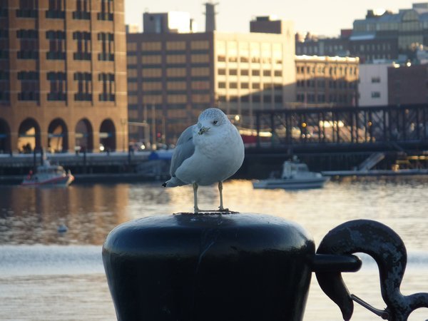 Seagull, Boston