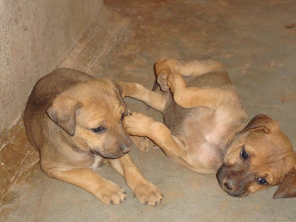Aarti's puppies