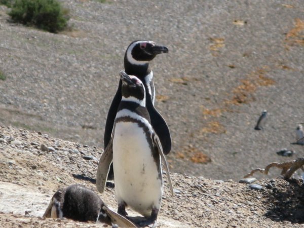P-P-P-Pick up a penguin
