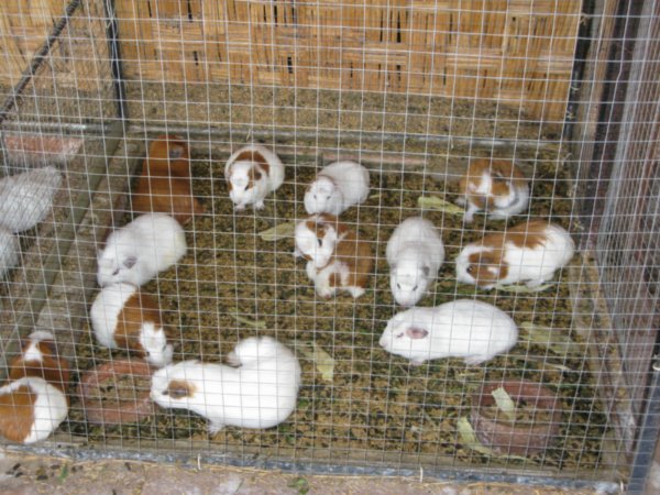 A herd of Guinea Pigs