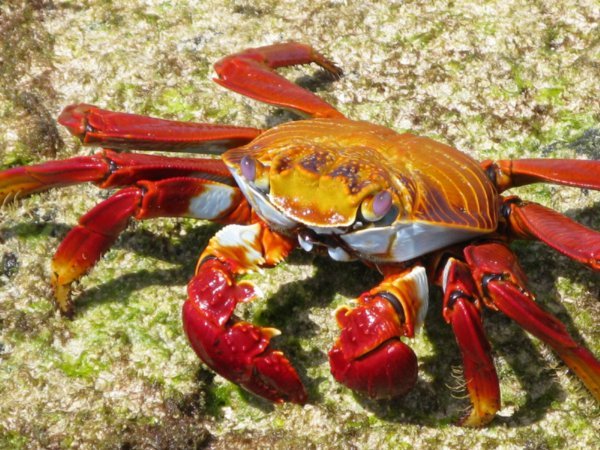 Indigenous crabs