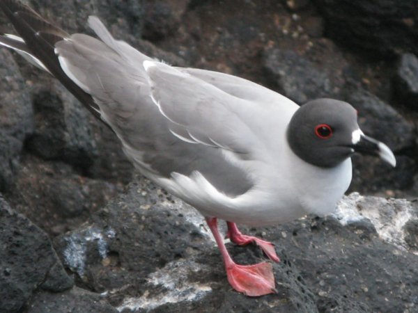 Swallow tailed Gull