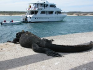 Marine Iguana & our boat