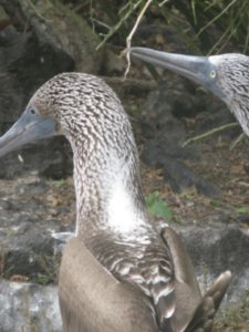 Blue footed Boobie mating dance