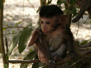 Monkeys at Angkor