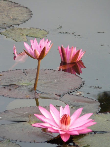 Lotus flowers in moat