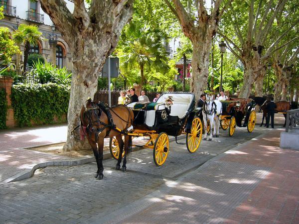 Horse Taxis