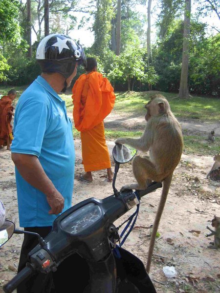 Monkey on a Moped