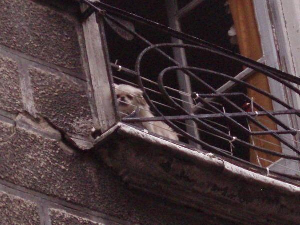 Dog on Balcony
