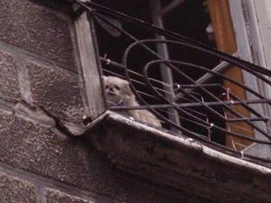 Dog on Balcony