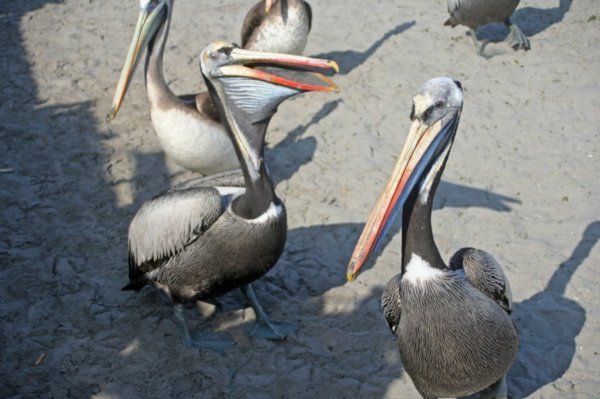 Pelicans, Paracas