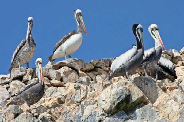 Birdlife, Isla Ballestas
