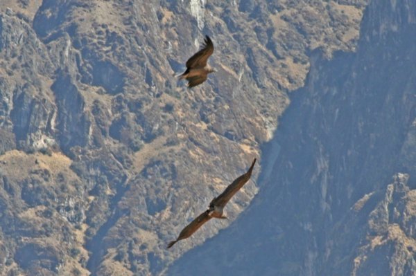 Condors, Mirador Cruz del Condor, Colca Canyon