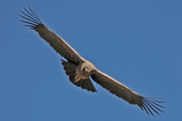 Condor, Mirador Cruz del Condor, Colca Canyon