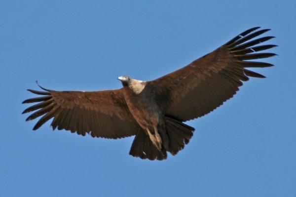 Condor, Mirador Cruz del Condor, Colca Canyon