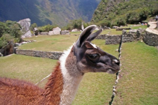 Llama, Machu Picchu