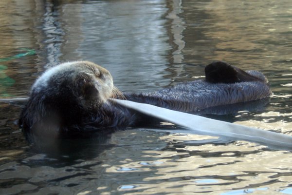Sea Otter, Monterey Aquarium