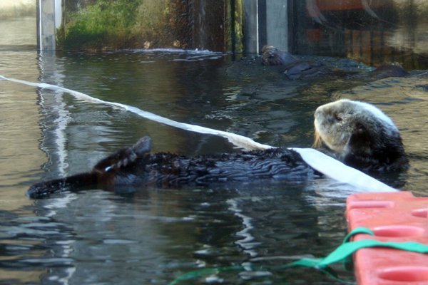 Sea Otter, Monterey Aquarium