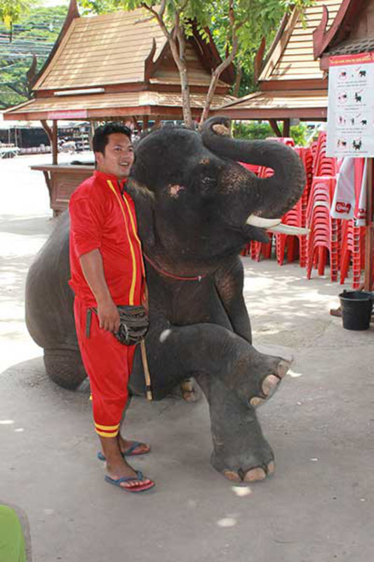 Elephant Taxi Kraal
