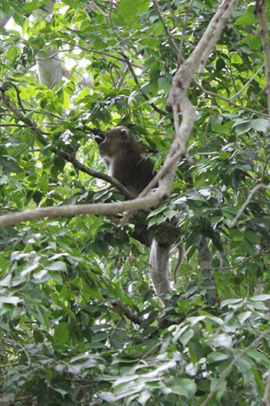 Monkey at Erawan Falls