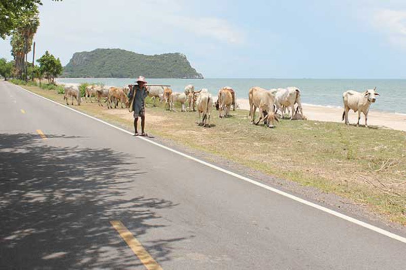 Cows at Khao Kalok