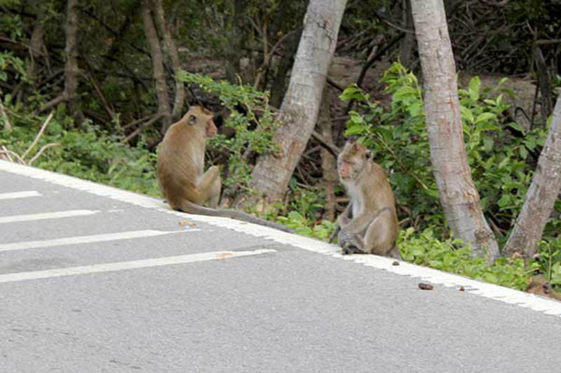 Monkeys at Khao Sam Roi Yod National Park