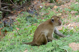 Monkeys at Khao Sam Roi Yod National Park