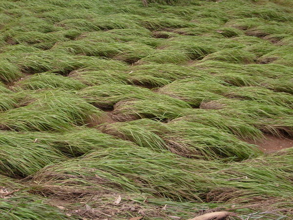 The Flattened Grass