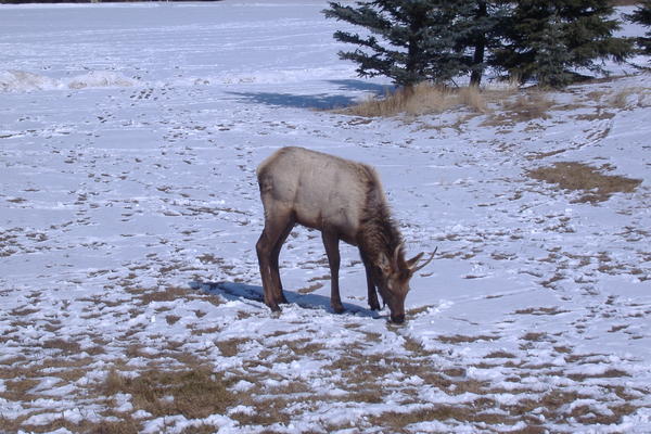 Elk outside my place