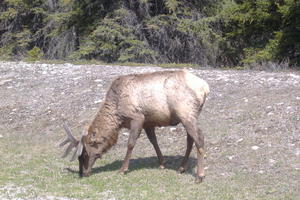 elk on the way to lake louise