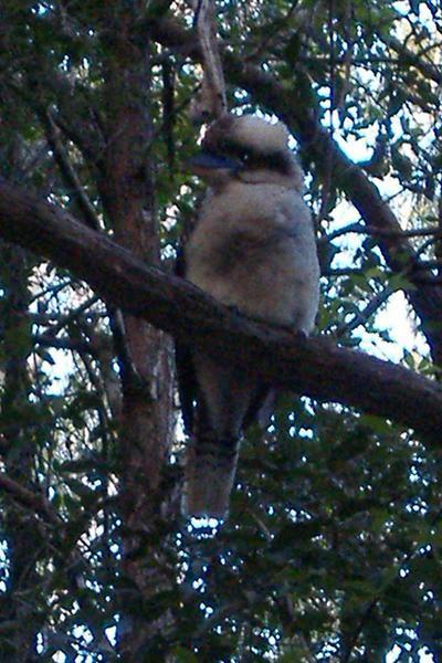 Mr Kookaburra
