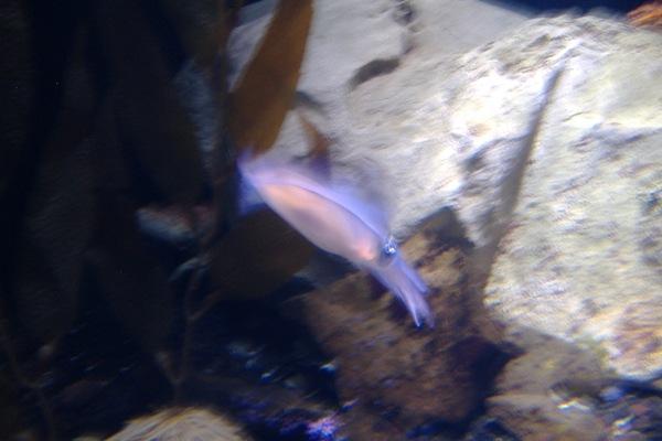 Squid at the Aquarium..really cool colors
