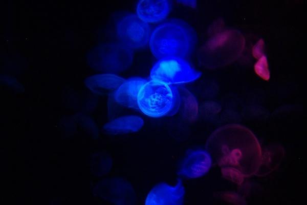 Jellyfish at the Aquarium..amazing!