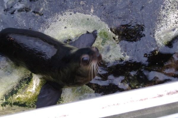 Cute seal at the Aquarium..she was sooo smart!