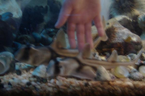Tyler touching a baby shark at the Aquarium..